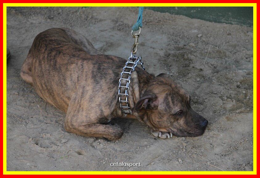 180311 mostra_canina 043.jpg